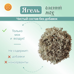 Ягель мох. Кладония.