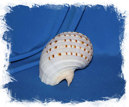 Тонна Долиум, 11-15см, 1шт