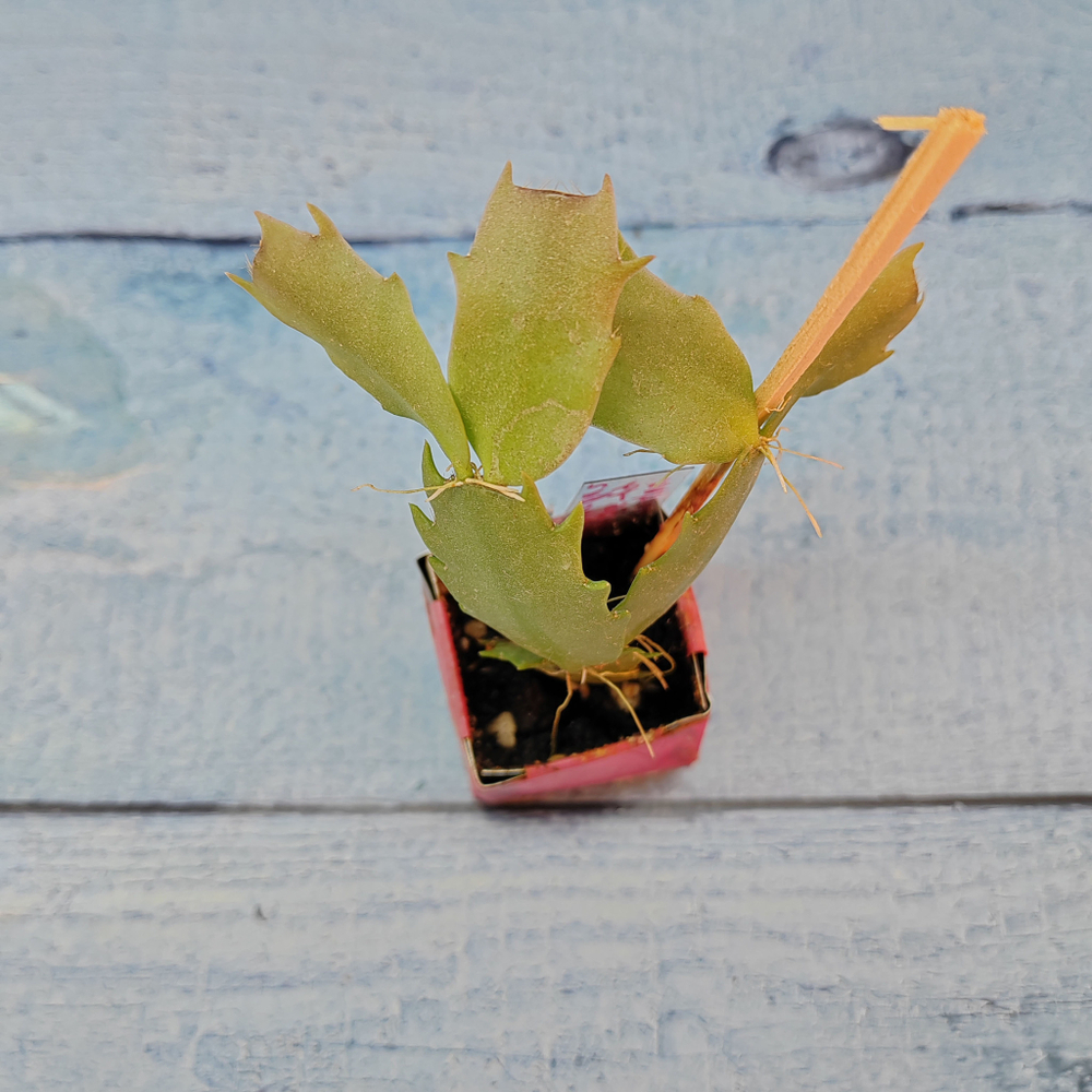 Schlumbergera Thor Vita (Декабрист)