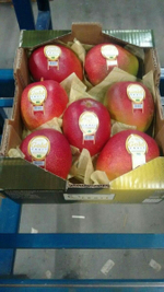 манго сорт "Tommy Atkins" - Бразилия