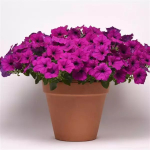 Петуния ампельная F1 Easy Wave Violet