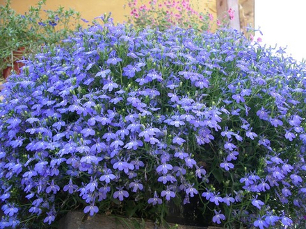 Лобелия ампельная