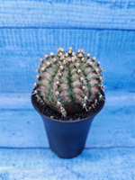 Gymnocalycium T-Rex Pink hybride (Гимнокалициум T-rex)