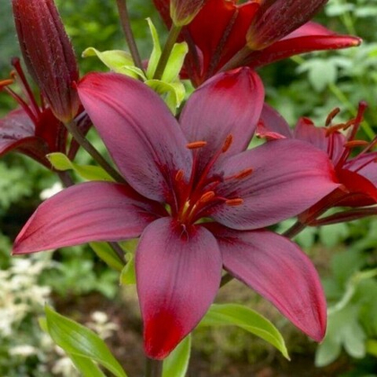 Лилия Блэк Джек 1шт