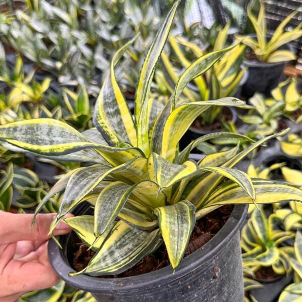 Сансевиерия JAPANESE TWIST