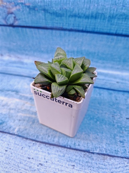 Haworthia Retusa (Хавортия)