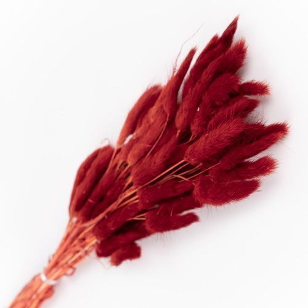 Сухоцветы ЛАГУРУС 65см 34гр БОРДО