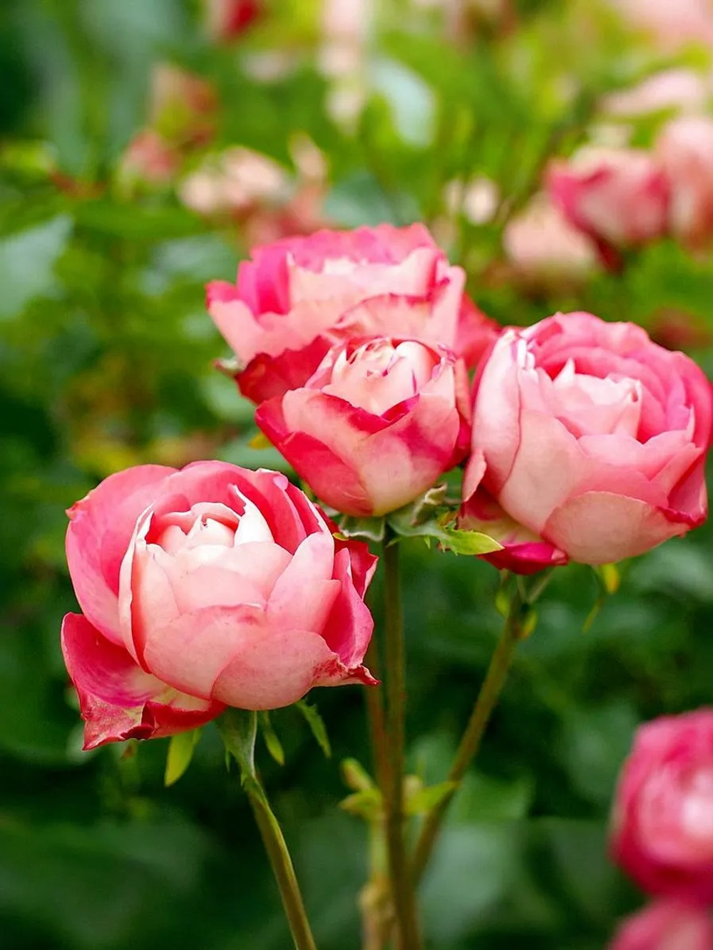 Роза флорибунда Акрополис