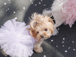 157 PA-DR Платье-пачка "Puppy Angel - TUTU Dress"