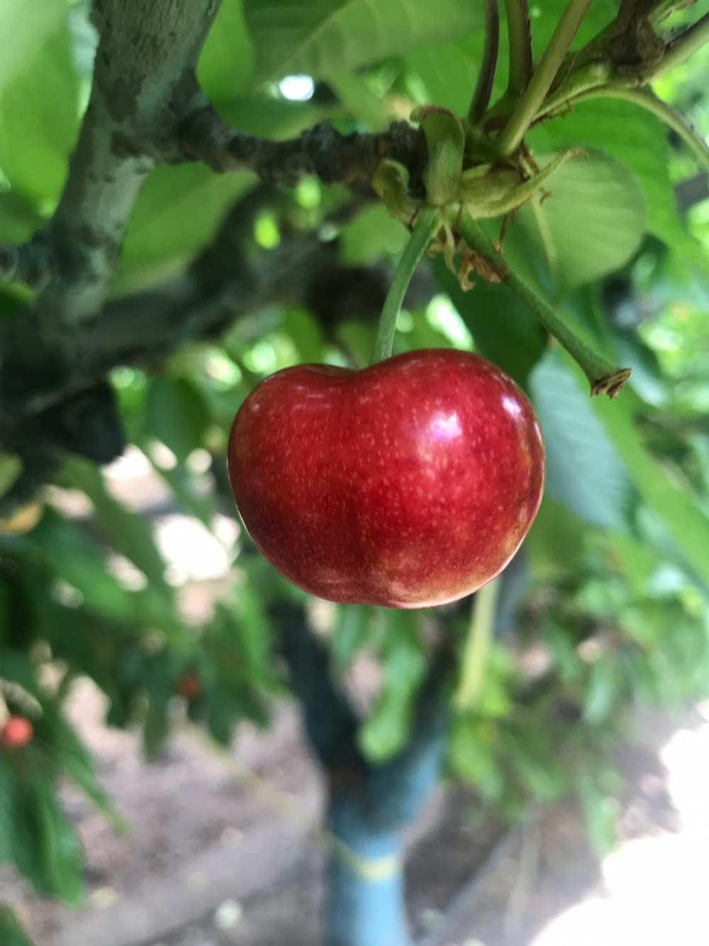 черешня чилийская сорт Bing, lapins ,Van.