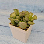 Adromischus Cristatus (Адромискус)