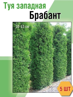 Саженец Туя западная Брабант 5 шт хвойные
