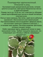 Плектрантус Крупнолистный ароматный
