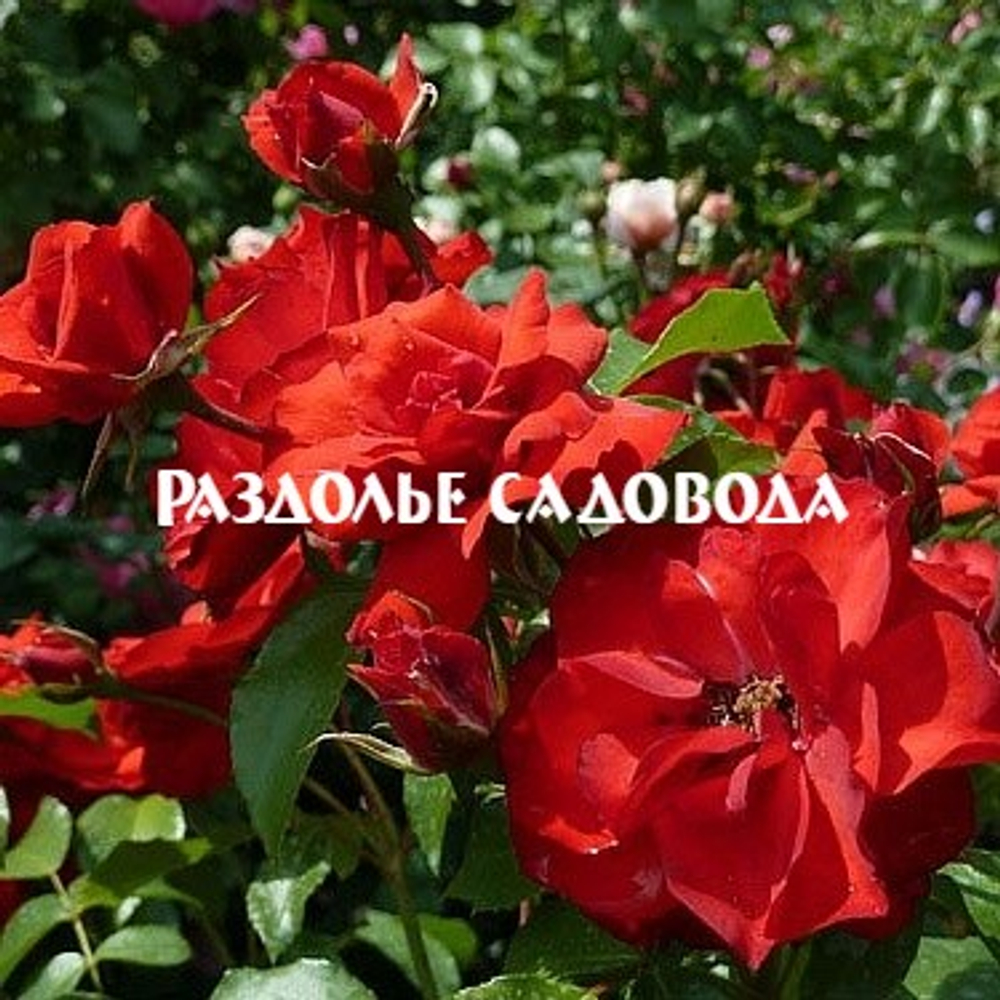 Роза флорибунда Ла Севильяна