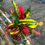 Кротон TOR LAB