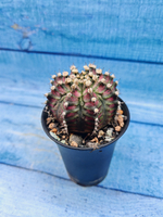 Gymnocalycium T-Rex Pink hybrid (Гимнокалициум)