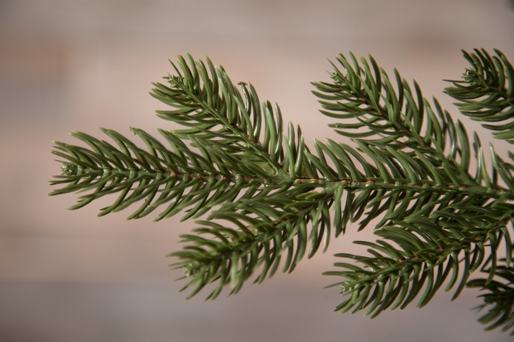 Ель Шервуд Премиум 100% литая 185см зеленая Triumph Tree