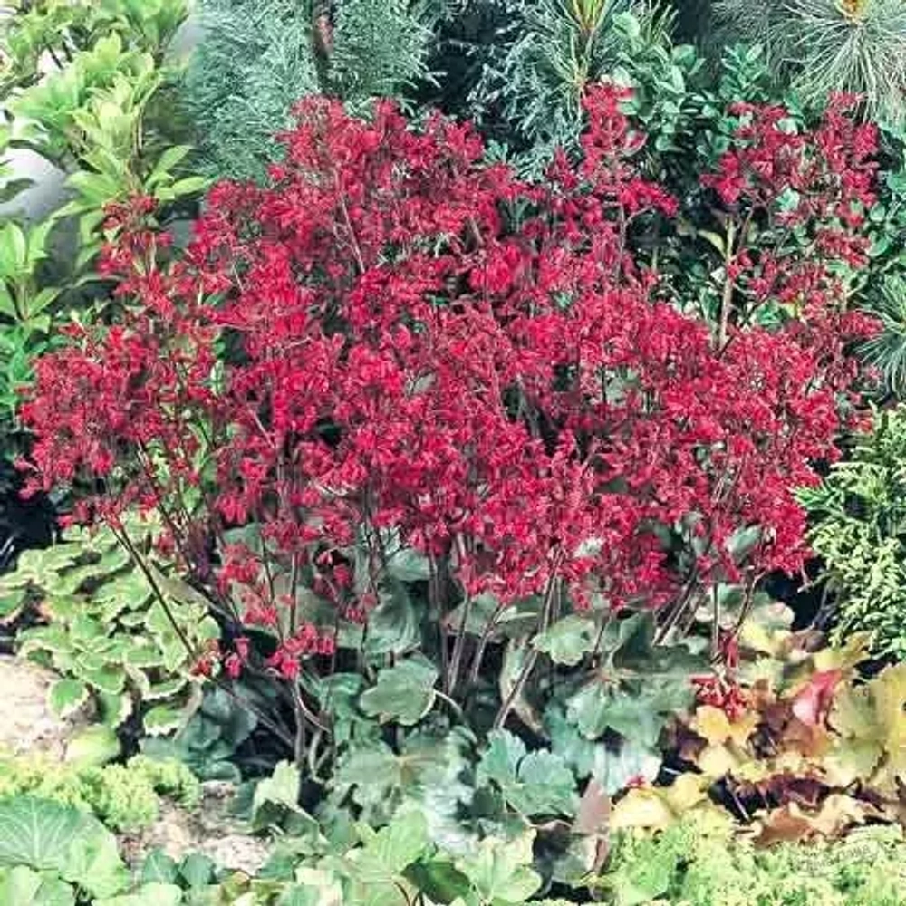 Гейхера кроваво-красная Корал Форест (Coral Forest) Коралловый лес р9