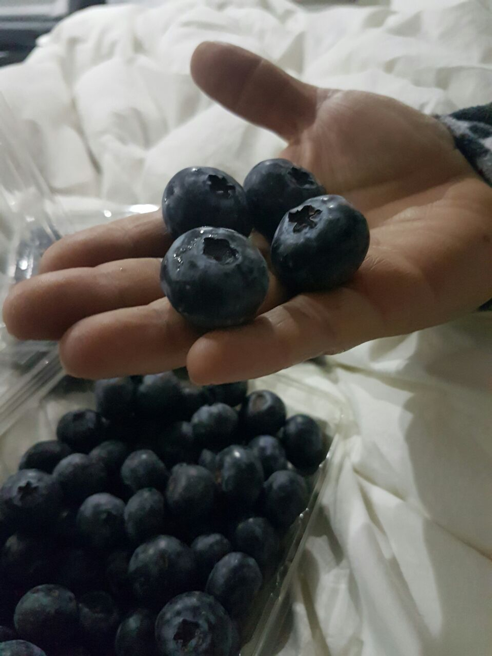 Голубика ("садовая") -Перу