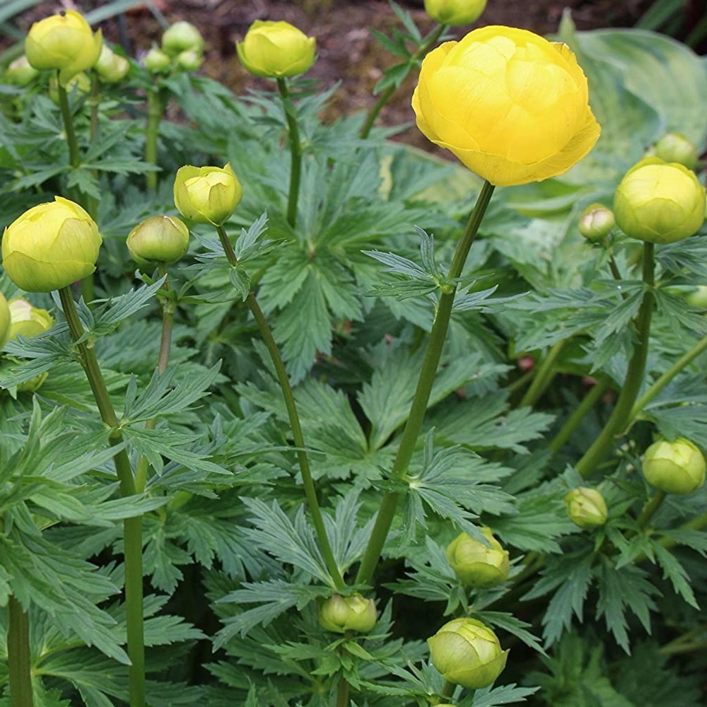 Купальница гибридная "Lemon Queen". Trollius "Lemon Queen".