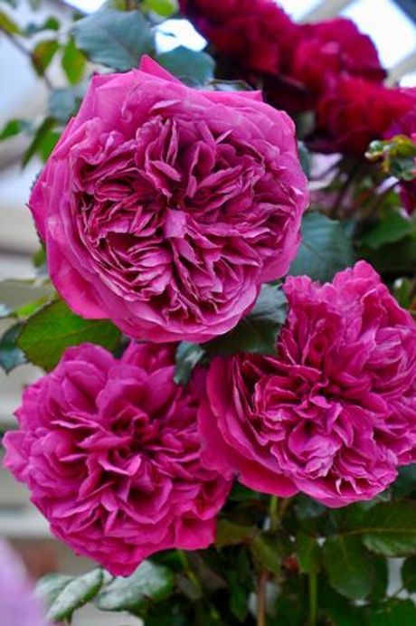 Гектор (Hector)