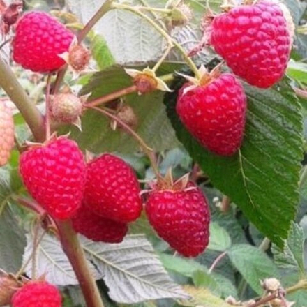 Малина ремонтантная Подарок Кашину