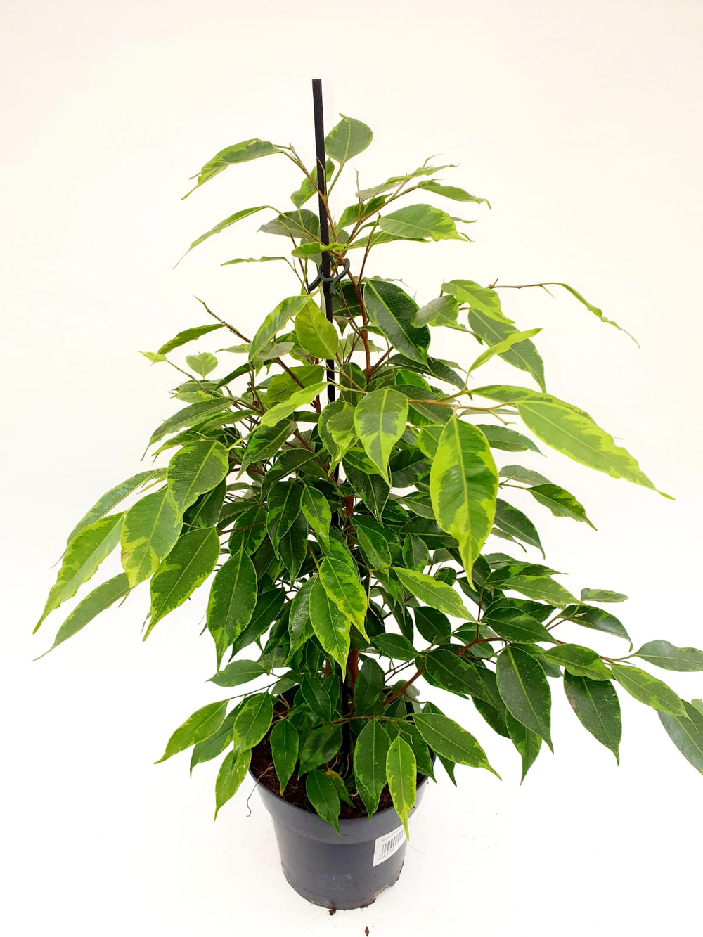 Фикус Бенджамин Микс