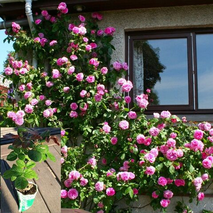 Роза Гертруда Джекилл английская, саженец с ЗКС.