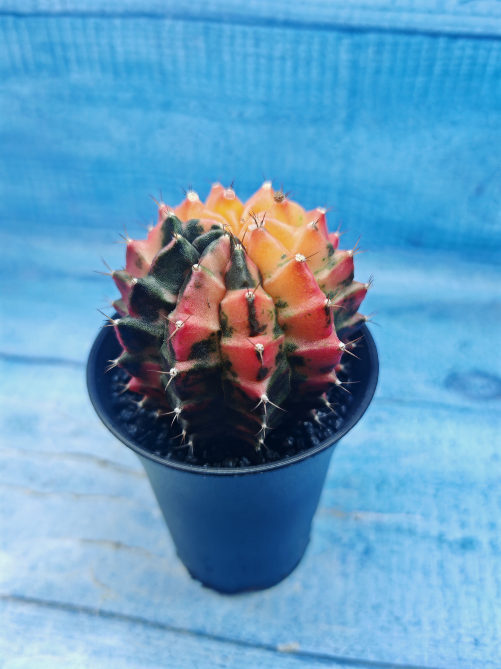 Gymnocalycium Variegata (Гимнокалициум Вариегатный)