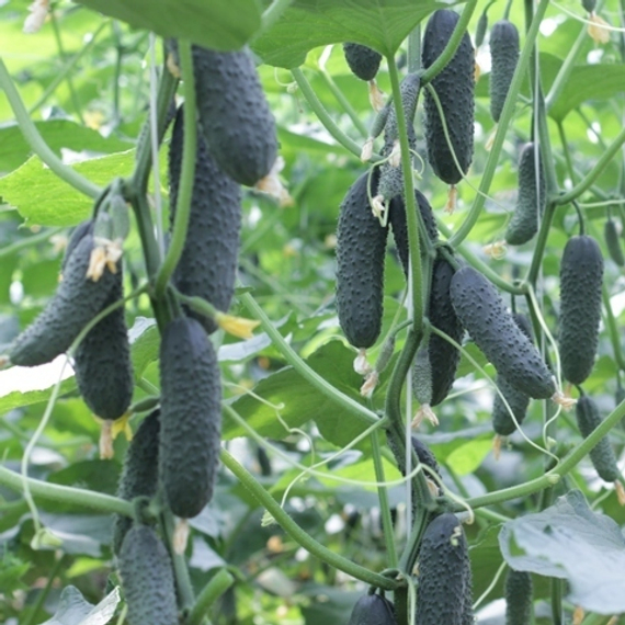 БЬЕРН F1 семена огурца партенокарпического (Enza Zaden) цена – фото 3