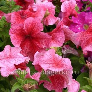 Петуния крупноцветковая Дэдди Ред  F1 100 драже