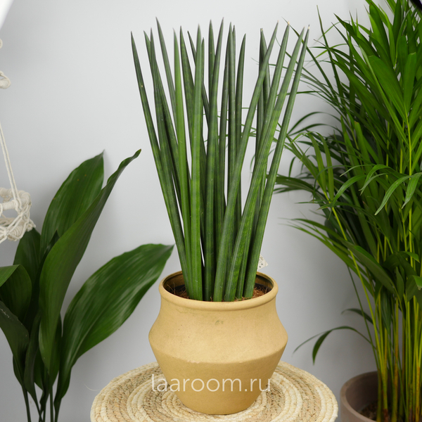Сансевиерия Цилиндрика Рокет 17/70
