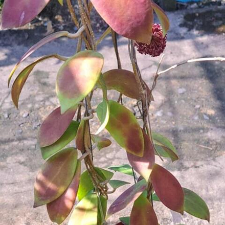 Хойя MINDORENSIS SSP SUPERBA