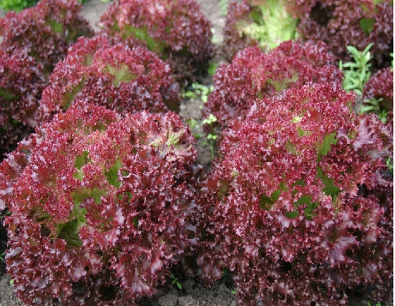 Грейс семена салата лолло росса (Гавриш) – фото 3