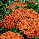 Тысячелистник обыкновенный Терракота С2