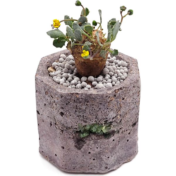 Суккулент Отонна Какалиоидес