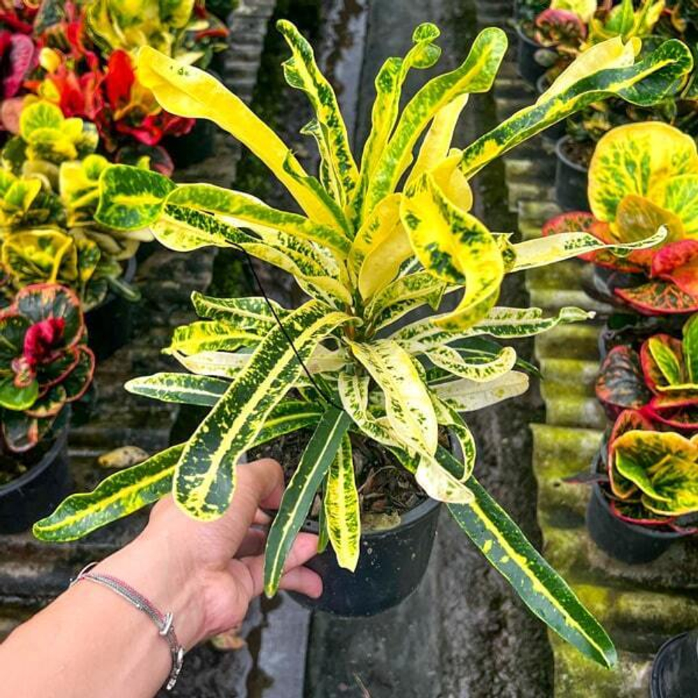 Кротон SAI RUNG THONG