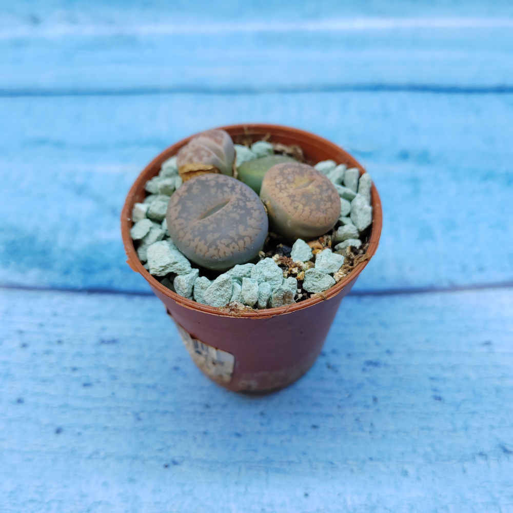 Lithops sp. (Литопсы)