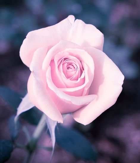 Ode Rosae, наполнитель для диффузора, Culti Milano