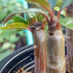 Плюмерия кристатная GREAT WALL