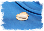 Ципрекассис тестикулус (Cypraecassis testiculus) 3,4 см. устье