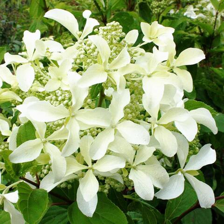 Гортензия метельчатая Magical Starlight