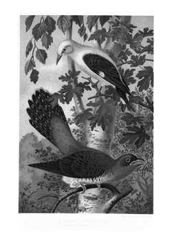 Из царства пернатых. Популочерки из мира русских птиц | Кайгородов Дмитрий Никифорович