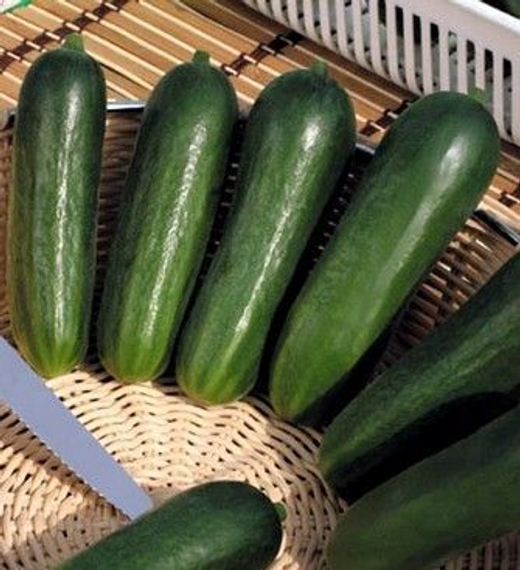 БЭБИ МИНИ F1 семена огурца Seminis характеристика – фото 5