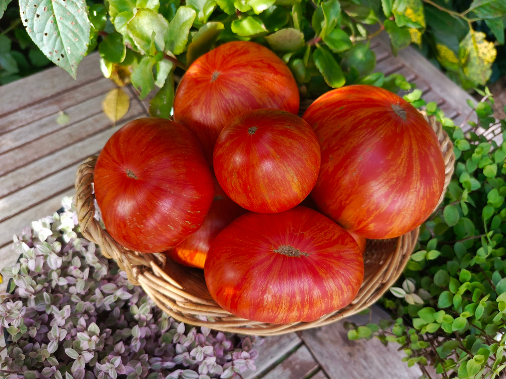 Бриллиантовые ноги сорт томата