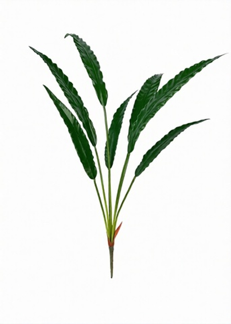 Куст Калатеи Руфибарба (7 листьев)