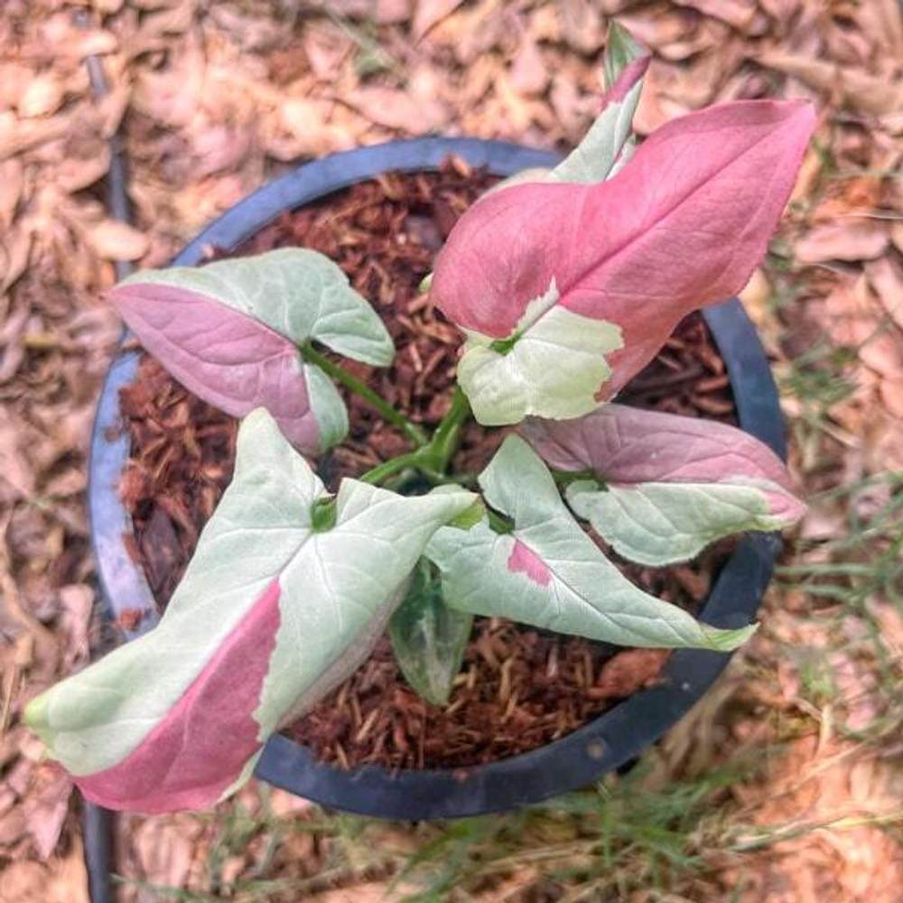 Сингониум RASPBERRY VAR