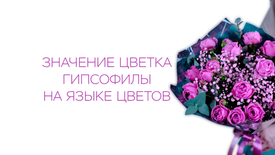 Значение цветка гипсофилы на языке цветов