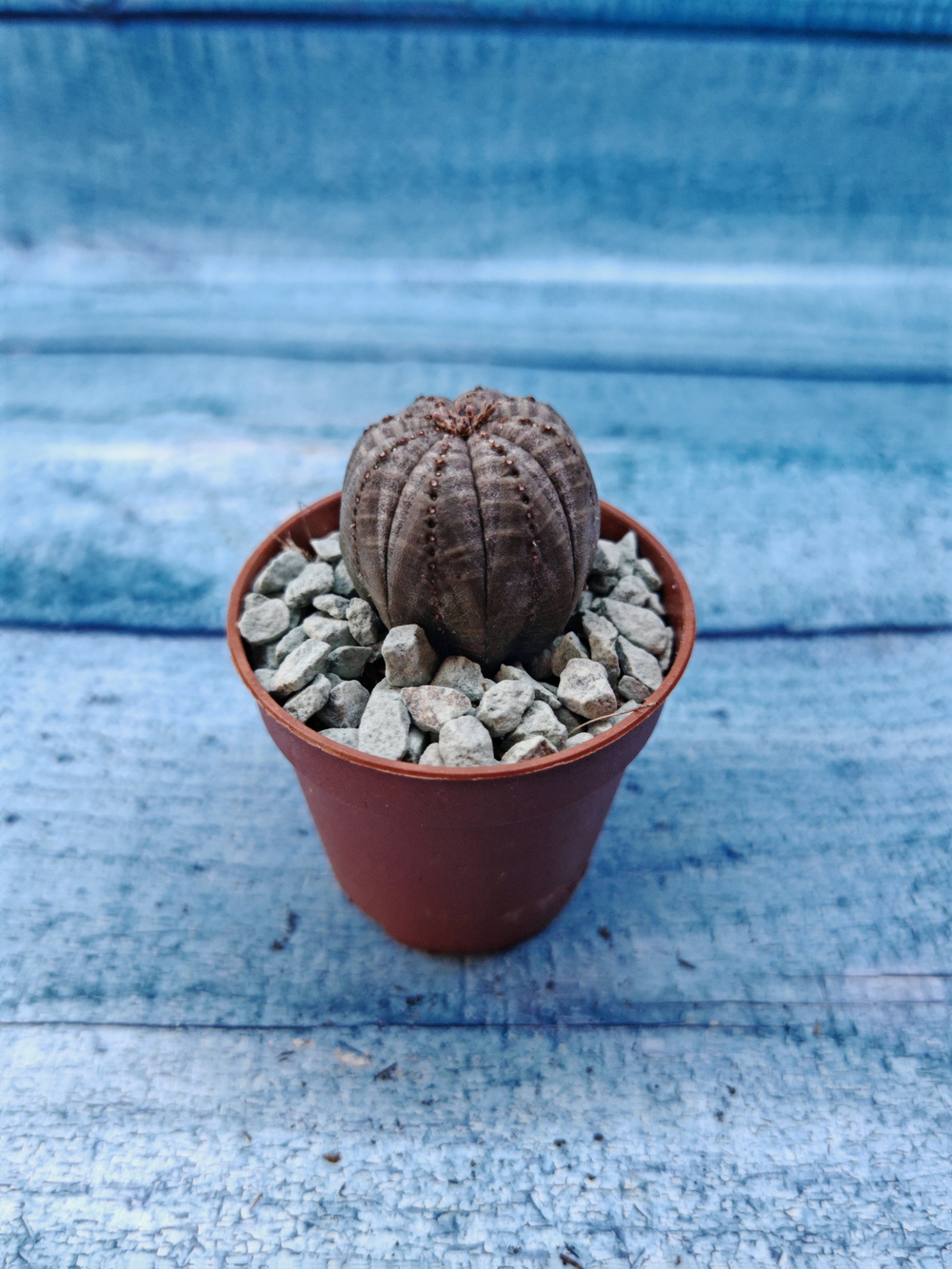 Euphoria Obesa (Эуфорбия)