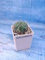Matucana Aureiflora (Матукана)
